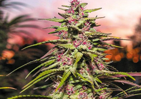 Navigating the Virtual Green: How to Safely Buy Cannabis Flower Online